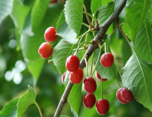 Kiraz Kaç Kalori kiraz kaç kalori