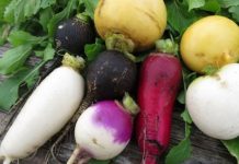 Turp Kaç Kalori turp kaç kalori